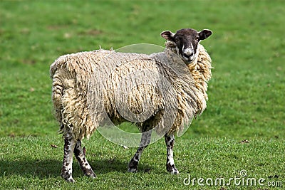 Sheep Stock Photo