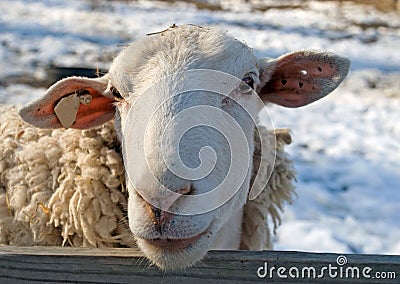 Sheep at a Snowy Farm Stock Photo