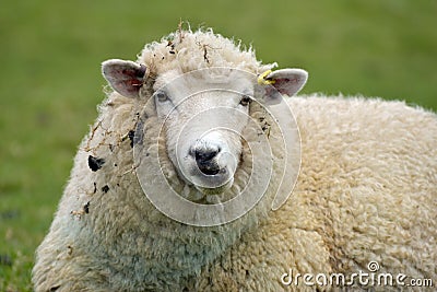 Sheep at Abbotsbury Swannery Stock Photo