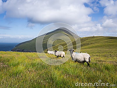 Sheep on Achill Island, Ireland Stock Photo