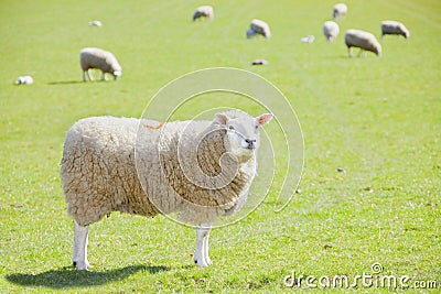 Sheep agriculture Stock Photo