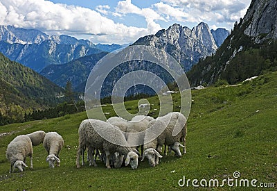 Sheep in the Alps, Slovenia Stock Photo