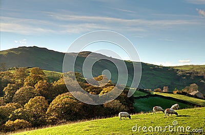 Sheep in autumnul English rural scene Stock Photo