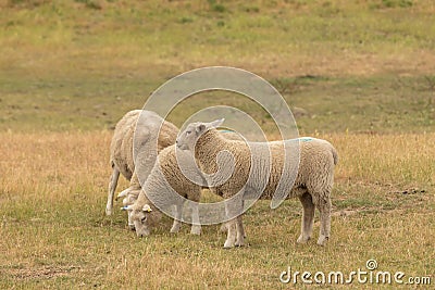 Sheep baby stand and eating on green glass Stock Photo