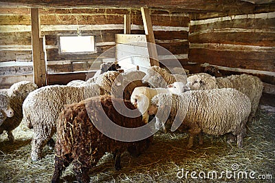 Sheep in a Barn Stock Photo