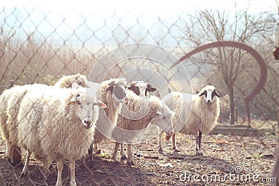 Sheep Behind Fence with Old Sickle Stock Photo