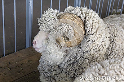 Sheep breed Manych Merino in the paddock Stock Photo