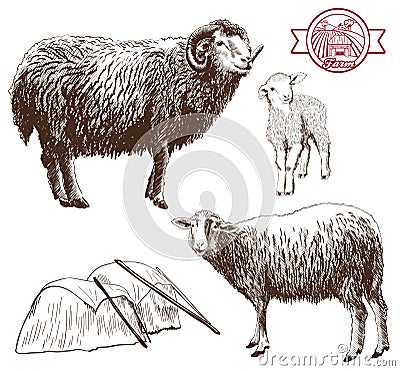 Sheep breeding Vector Illustration