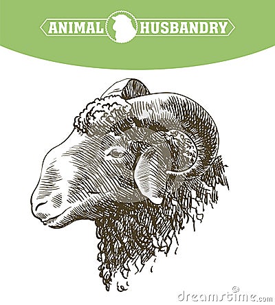 Sheep breeding sketch Vector Illustration