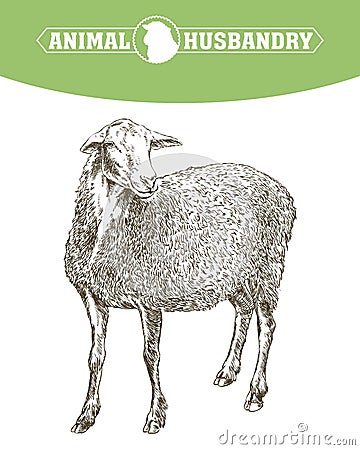 Sheep breeding sketch Vector Illustration