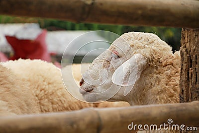 Sheep in a cage Stock Photo