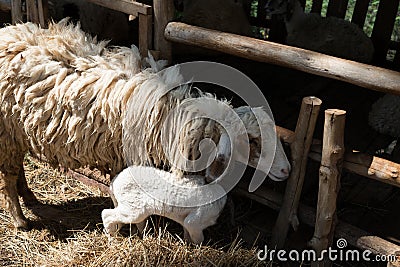 Sheep with cage Stock Photo