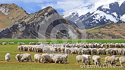 Sheep at Castle Hill, New Zealand Stock Photo