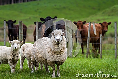 Sheep and cattle Stock Photo