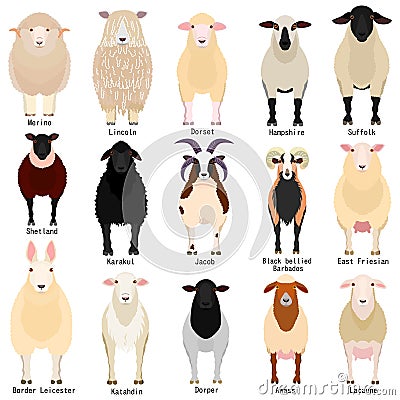 Sheep chart with breeds name Vector Illustration