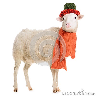 Sheep in Christmas clothes Stock Photo