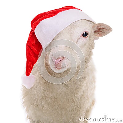 Sheep in Christmas clothes Stock Photo