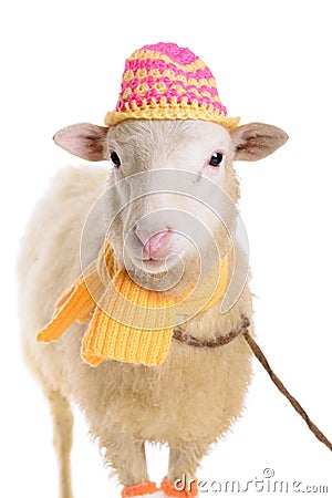 Sheep in Christmas clothes Stock Photo