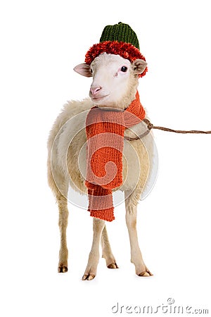 Sheep in Christmas clothes Stock Photo