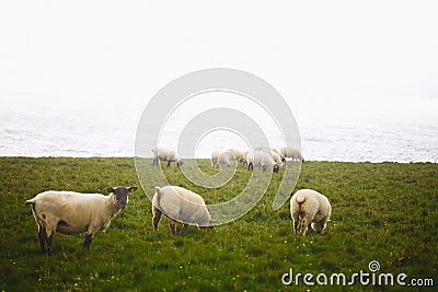 Sheep on cliffs of Downpatrick Head in Ireland Stock Photo
