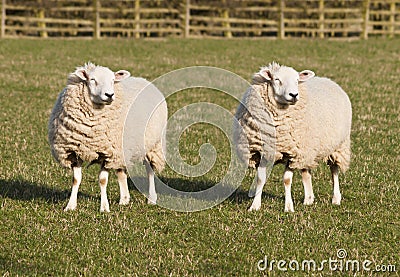 Sheep Cloning Stock Photo