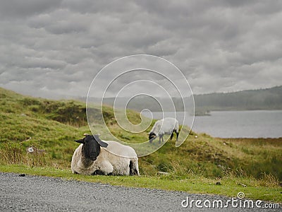 Sheep in Connemara National park, Resting and eating by the road, Cloudy moody sky Stock Photo