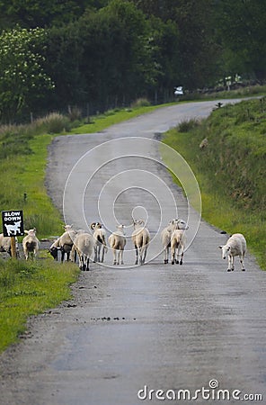 Sheep Stock Photo