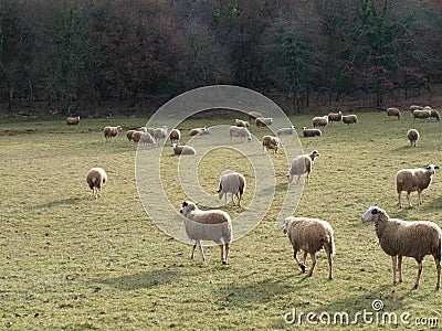 Sheep in a field Stock Photo