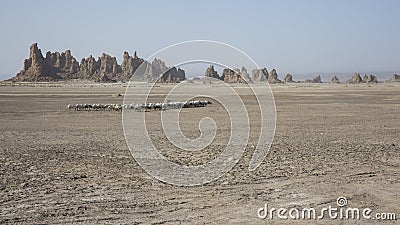 Sheep crossing Lac Abbe Stock Photo