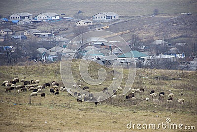 Sheep of different breeds. in the pasture. Stock Photo