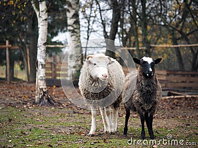 Sheep of different breeds. Romanov sheep and poll Dorset Stock Photo