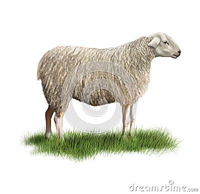 Sheep Cartoon Illustration