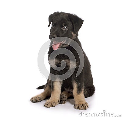 The sheep-dog puppy Stock Photo
