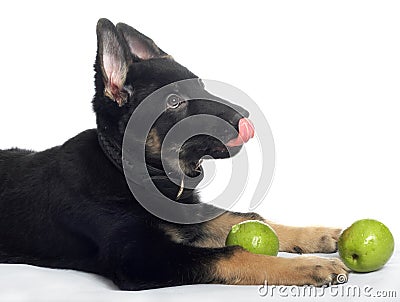 The sheep-dog puppy Stock Photo