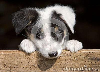 Sheep dog puppy Stock Photo