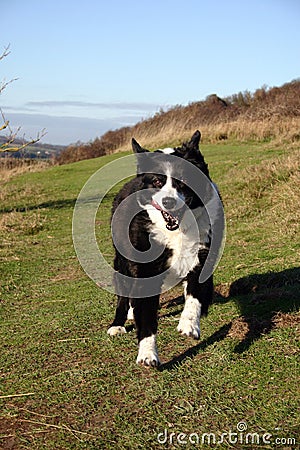 Sheep dog running. Stock Photo