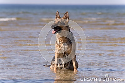 Sheep-dog sitting in water Stock Photo