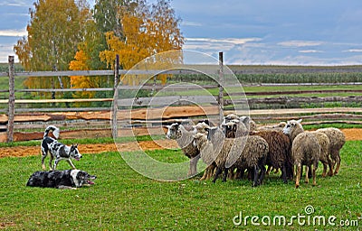 Sheep dog training Stock Photo