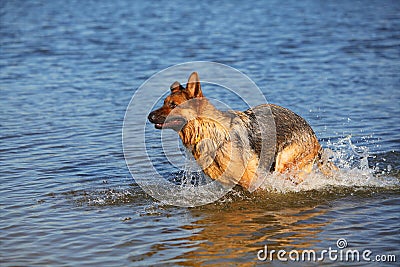 Sheep-dog in water Stock Photo