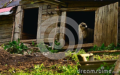Sheep in the door of an old stable Stock Photo