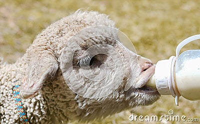 Sheep drinking milk Stock Photo