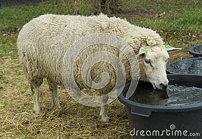 Sheep drinking water Stock Photo