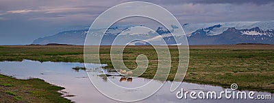 Sheep drinking water in Iceland Stock Photo