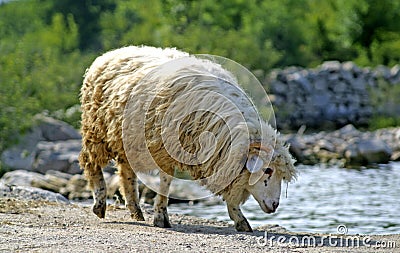 Sheep drinking water from lake Stock Photo
