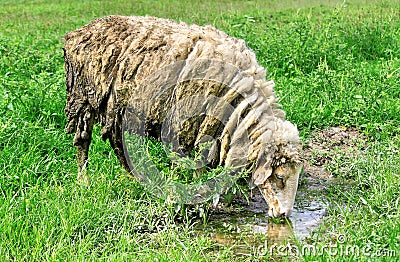 Sheep is drinking water Stock Photo