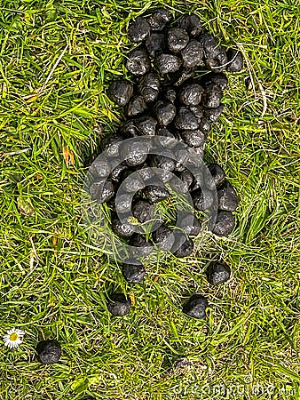 Sheep droppings on green grass Stock Photo