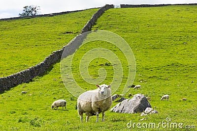 Sheep and dry stone wall in Yorkshire Dales England UK Stock Photo