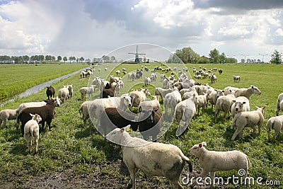 Sheep in dutch landscape Stock Photo