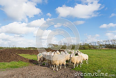 Sheep at Dutch wadden island Terschelling Stock Photo