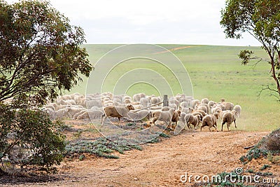 Sheep entering paddock in rural Australia Stock Photo